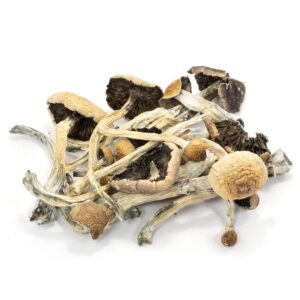 Amazonian Mushrooms